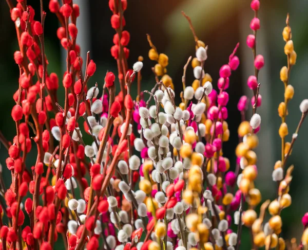 Branches Nombreuses Couleurs Peintes Saule Sur Marché Aux Fleurs Chine — Photo
