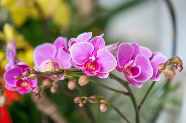 Orkide Çiçekleri Bahçede Phalaenopsis — Stok fotoğraf