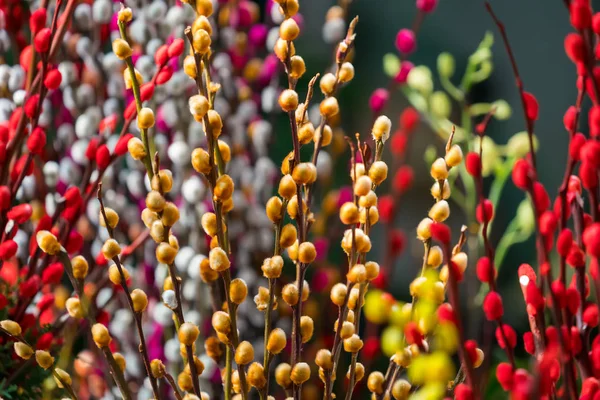 Ветви Окрашены Много Цветов Ивы Цветочном Рынке Китае — стоковое фото