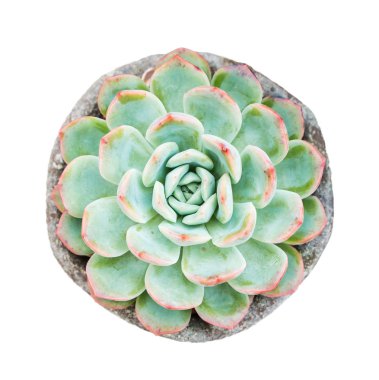  Bahçedeki minyatür sulu bitkiler