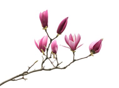 Manolya çiçeği bahar dalı beyaz arkaplanda izole
