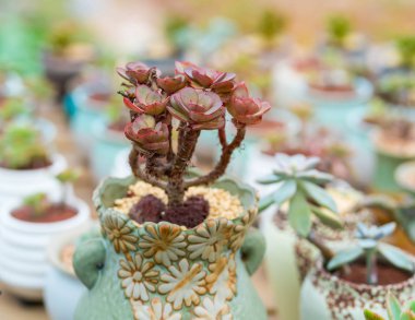  Bahçedeki minyatür sulu bitkiler