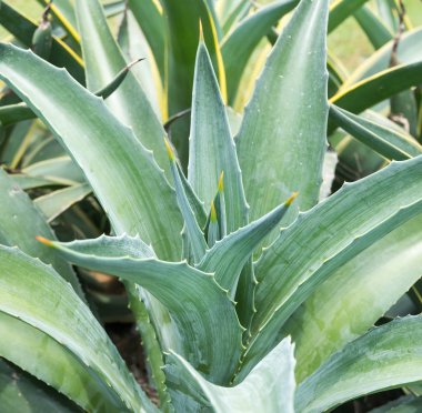 Sivri uçlu ağaç yaprakları.