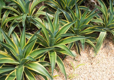 Sivri uçlu ağaç yaprakları.