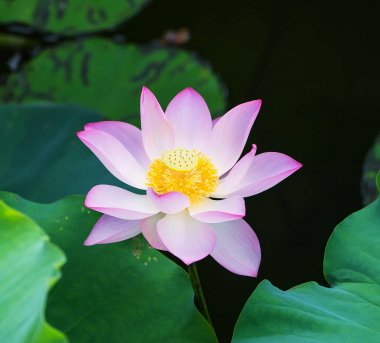 çiçek açan lotus çiçeği gölet