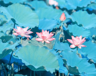 çiçek açan lotus çiçeği gölet