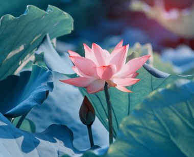 çiçek açan lotus çiçeği gölet