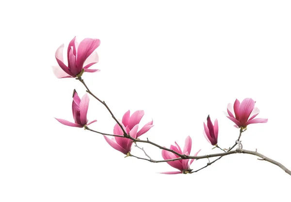 Magnólia Flor Primavera Ramo Isolado Fundo Branco — Fotografia de Stock