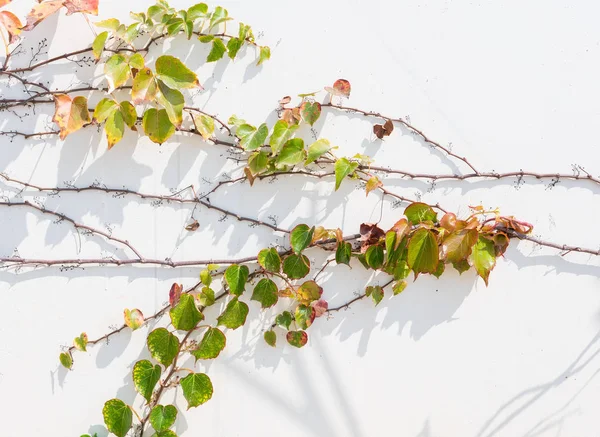 Feuilles Lierre Isolées Sur Blanc — Photo