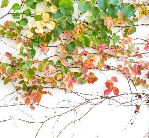 Feuilles Lierre Isolées Sur Blanc — Photo