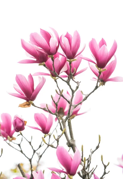 Magnolia Kukka Kevät Haara Eristetty Valkoisella Pohjalla — kuvapankkivalokuva