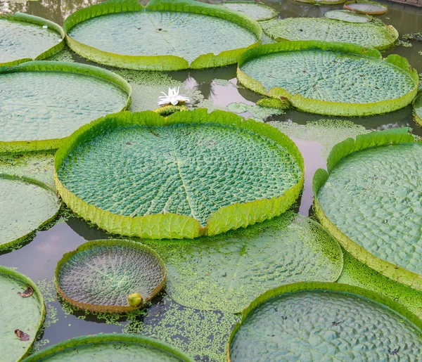 Teratai Besar Mengambang Giant Amazon Water Lily Victoria Amazonia — Stok Foto