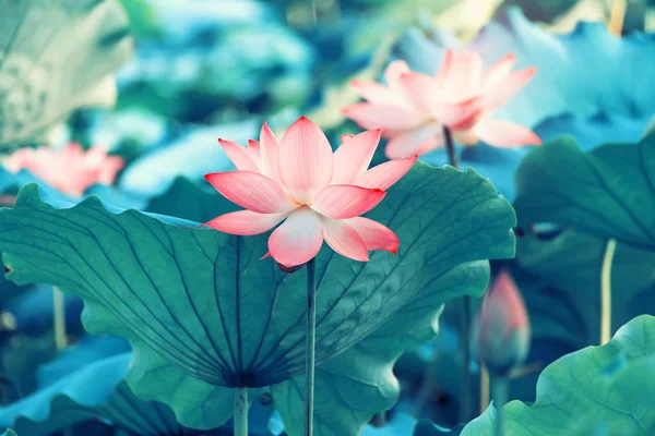 Blooming Lotus Flower Garden Pond — ストック写真