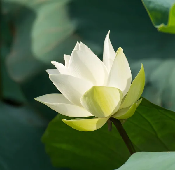 Weiße Lotusblume Teich — Stockfoto