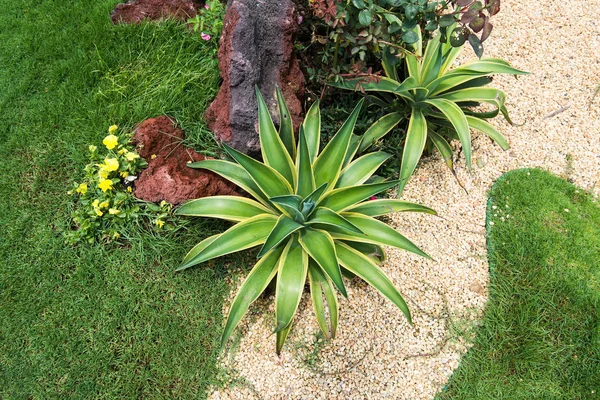 stock image Sharp pointed agave plant leaves