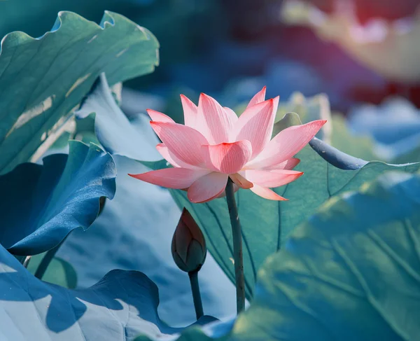 çiçek açan lotus çiçeği gölet
