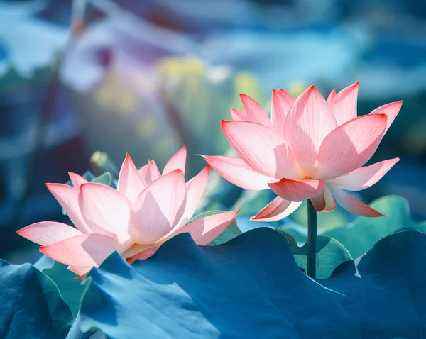 Blommande Lotusblomma Damm — Stockfoto