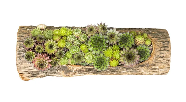 Piante Succulente Miniatura Cactus Succulento Una Fioriera Legno — Foto Stock