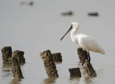 Shenzhen, Çin 'deki Waterland' da Siyah Yüzlü Spoonbill.