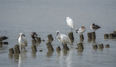 Shenzhen, Çin 'deki Waterland' da Siyah Yüzlü Spoonbill.