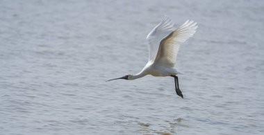 Shenzhen, Çin 'deki Waterland' da Siyah Yüzlü Spoonbill.