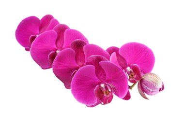 orkide beyaz arkaplanda izole edildi