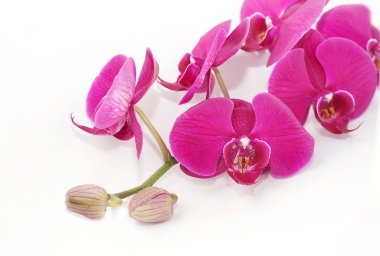 orkide beyaz arkaplanda izole edildi