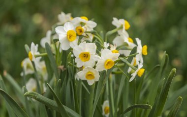 Narcissus Çin Yeni Yılı için çiçek açıyor