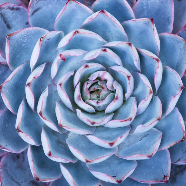 Rechthoekige Schikking Van Vetstoffen Cactusvetstoffen Een Plantenbak — Stockfoto