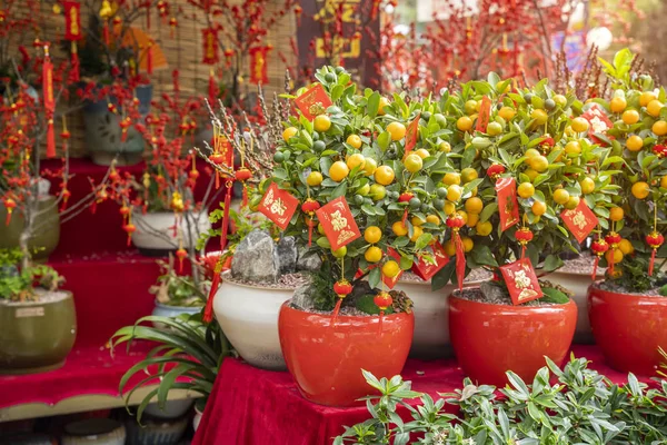 Festival Primavera Año Nuevo Chino Sobre Rojo Decoración Naranjo Traducción —  Fotos de Stock