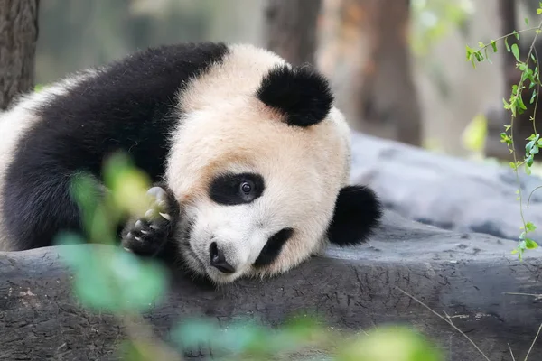 Panda Gigante Comendo Bambu Animais Selvagens — Fotografia de Stock