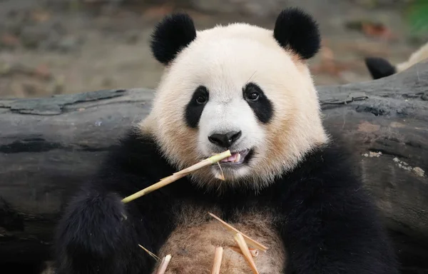 Panda Gigante Comendo Bambu Animais Selvagens — Fotografia de Stock
