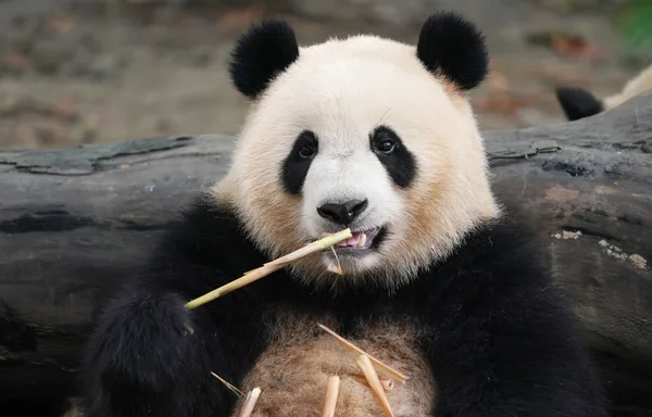 Reuze Panda Eten Bamboe Wilde Dieren — Stockfoto