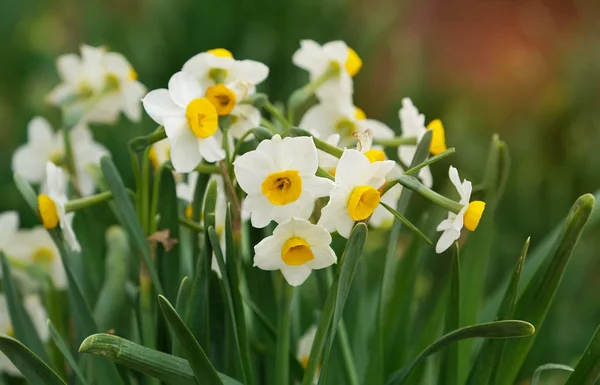 Narcissus Blooming Chinese New Year — Stock Photo, Image