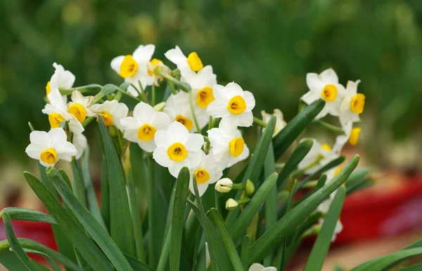 Narcissus Blooming Chinese New Year — Stock Photo, Image