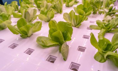 LED Light Indoor çiftliği ve tarım teknolojisi ile organik hidrofonik sebze yetiştiriliyor.