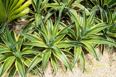 bahçedeki agave yaprakları