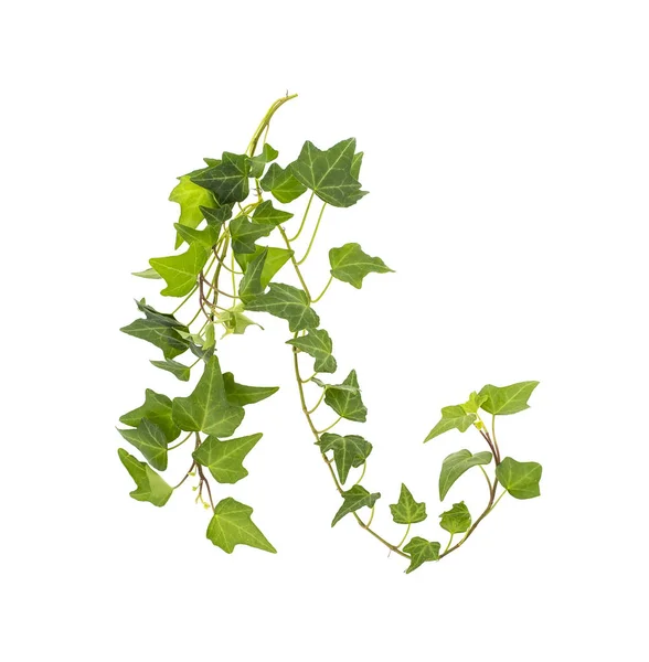 Ivy Isolated White Background Natural Green Texture — Stock Photo, Image