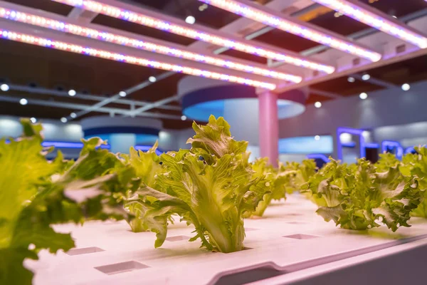 Ortaggi Idroponici Biologici Crescono Con Luce Led Indoor Farm Agricoltura — Foto Stock