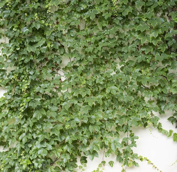 Green Ivy Isolated White Background — Stock Photo, Image