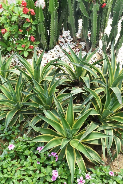 Agave Plantenbladeren Tuin — Stockfoto