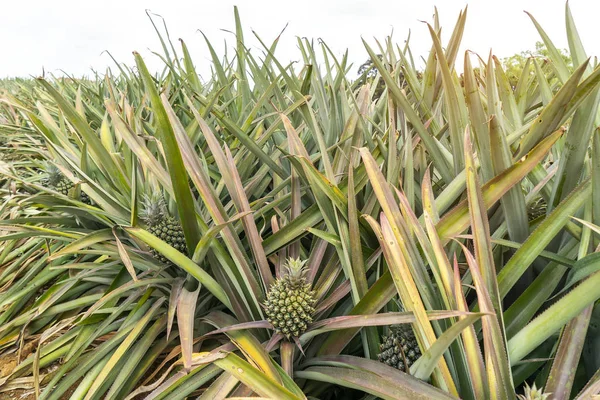 Pineapple fruit on the plantation farm