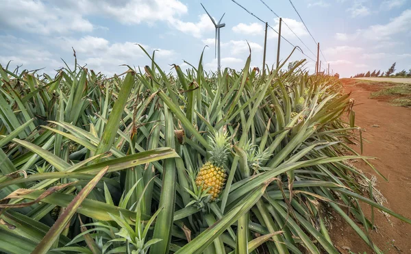 Çiftlikteki Ananas Meyvesi — Stok fotoğraf