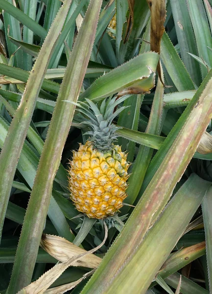 Çiftlikteki Ananas Meyvesi — Stok fotoğraf