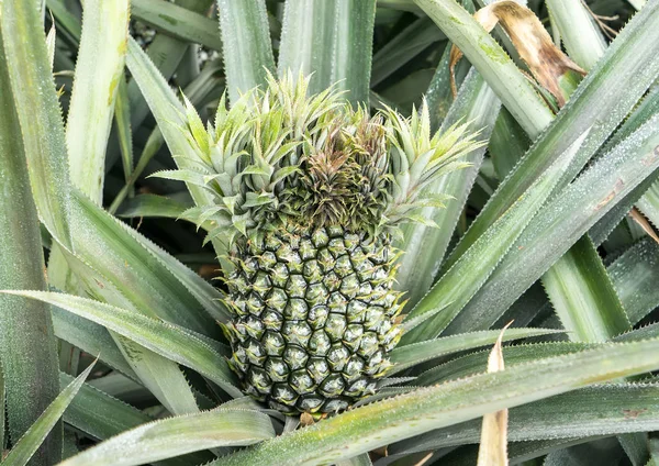 Frutos Piña Plantación — Foto de Stock