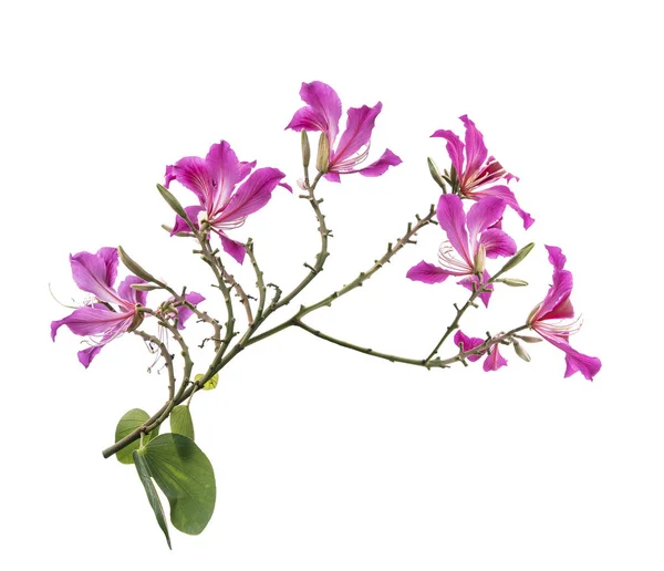 Primo Piano Fiore Del Orchid Hong Kong Bauhinia Con Permesso — Foto Stock