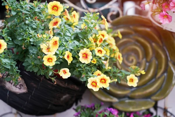 Lógó Hibrid Pentunias Virág Kosárban — Stock Fotó