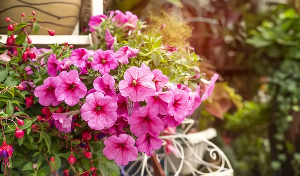 Hanging Hybrid Pentunias Flower Basket — Stock Photo, Image