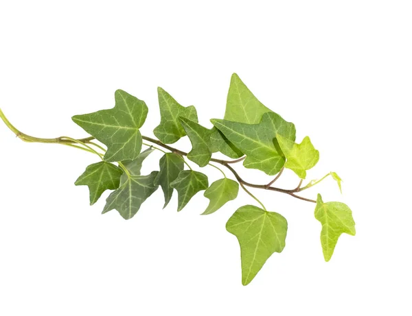 Ivy Isolated White Background — Stock Photo, Image