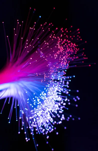 Glasfaser Netzwerkkabel Für Ultraschnelle Internetkommunikation Dünne Lichtfäden Die Informationen Mit — Stockfoto